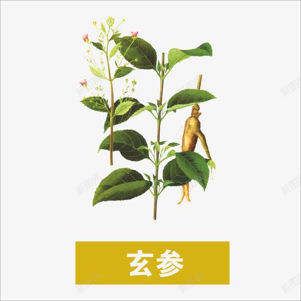 草药png免抠素材_88icon https://88icon.com 中药 本草纲目 玄参 药材