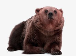 野生动物棕熊野生动物棕熊高清图片