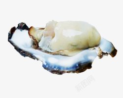 带壳鲜活海蛎素材