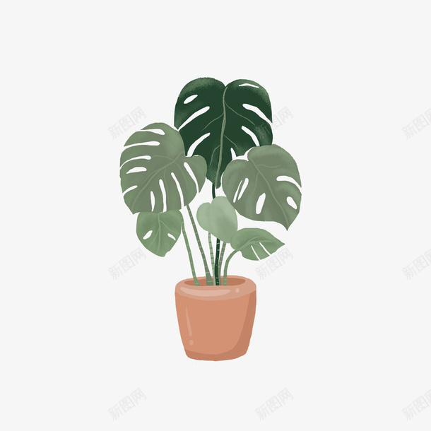 绿色植物盆栽龟背竹png免抠素材_88icon https://88icon.com 叶子 植物 盆栽 龟背竹