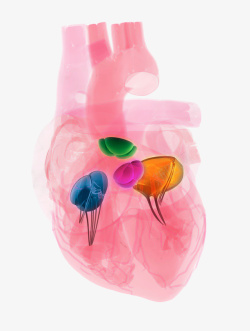 肾脏器官医学插画心脏彩色医学插画高清图片