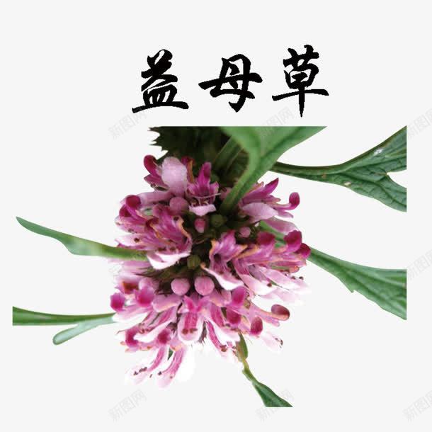 植物药材png免抠素材_88icon https://88icon.com 中国风 中国风草药 益母草 草药 药材