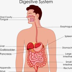 人体肠胃医学插画消化系统解剖图高清图片