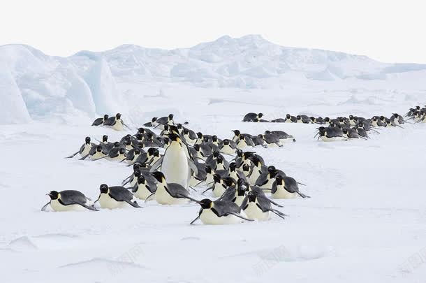 美丽南极雪png免抠素材_88icon https://88icon.com 南极 南极雪 旅游景区 美丽南极雪 著名景点