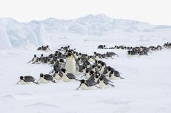 南极雪美丽南极雪高清图片