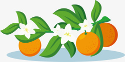 花朵饱满橘子素材
