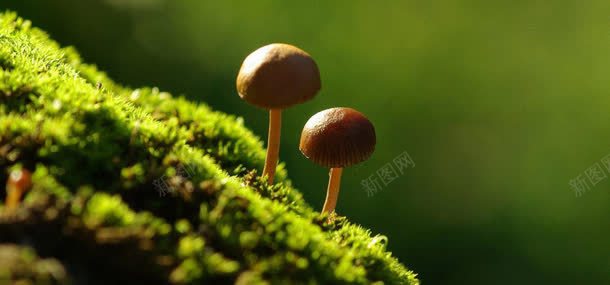 草地蘑菇背景背景