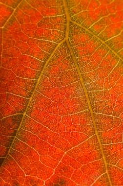 红色叶子叶脉背景