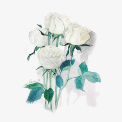 淡雅玫瑰花送给春天的白玫瑰高清图片