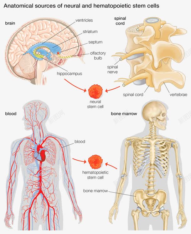 人体造血干细胞png免抠素材_88icon https://88icon.com 干细胞 经脉 骨骼 骨髓移植