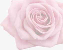 粉色玫瑰女鞋海报装饰素材