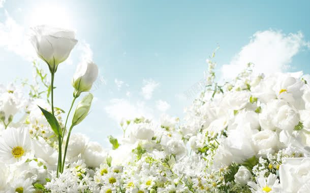 白色清新花朵绿叶jpg设计背景_88icon https://88icon.com 清新 白色 绿叶 花朵