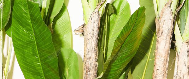 的绿叶树干植物jpg设计背景_88icon https://88icon.com 树干 植物 绿叶