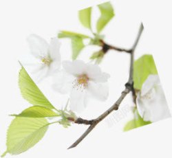 合成摄影创意白色桃花素材