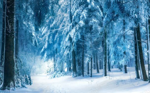 梦幻蓝色雪后树林背景