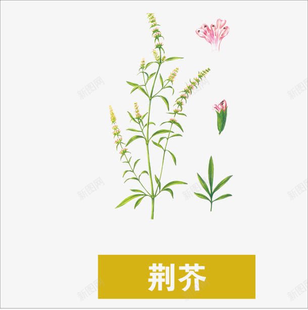 草药png免抠素材_88icon https://88icon.com 中药 荆芥 药材