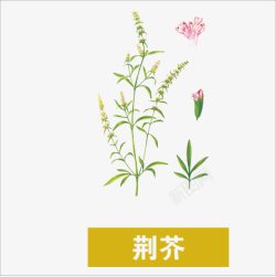 荆芥草药高清图片