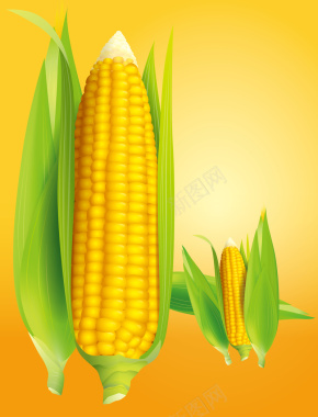 玉米背景图矢量图背景