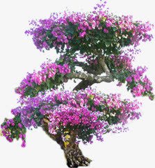 紫色唯美花朵树木png免抠素材_88icon https://88icon.com 树木 紫色 花朵