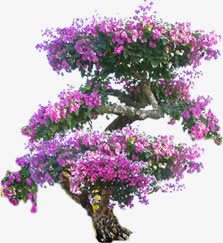 紫色唯美花朵树木素材