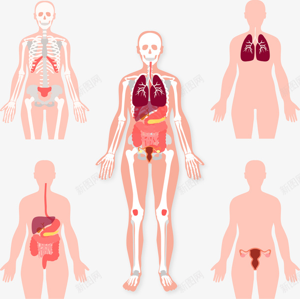创意人体五大系统矢量图ai免抠素材_88icon https://88icon.com 人体五大系统 人体五大系统矢量 创意人体五大系统 矢量创意人体五大系统 矢量图 胰脏