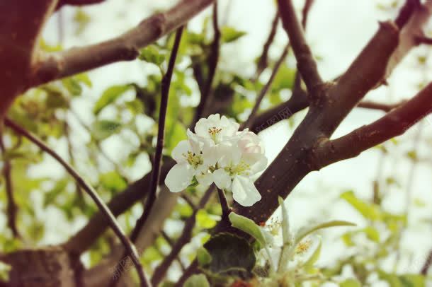自然花朵白色花蕊jpg设计背景_88icon https://88icon.com 白色 自然 花朵 花蕊