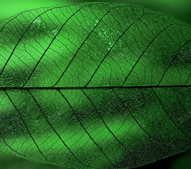 绿色植物生长叶子微距jpg设计背景_88icon https://88icon.com 叶子 生长 绿色植物