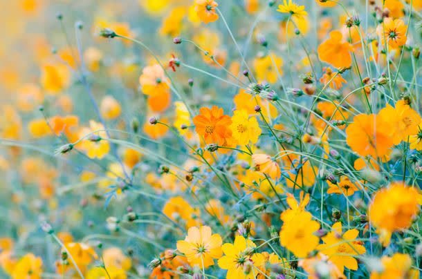 黄色的花丛jpg设计背景_88icon https://88icon.com 其它类别 图片素材 植物 背景 背景花边 花丛 鲜花 黄色 黄色的花丛图片 黄色的花丛图片素材下载