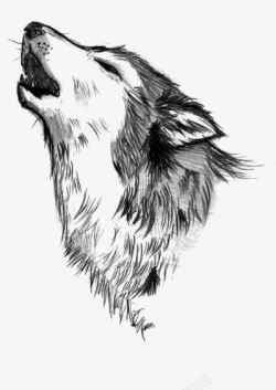 大白狼狼高清图片