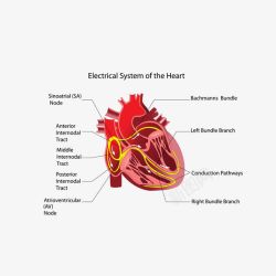 心脏解剖图卡通剖面图心脏血管高清图片