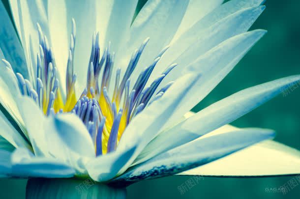 蓝色花朵白色jpg设计背景_88icon https://88icon.com 白色 花朵 蓝色