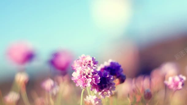 淡紫色的花卉唯美背景