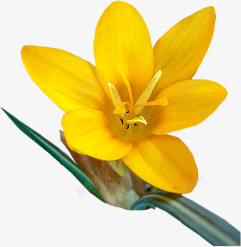 花卉背景花草图案png免抠素材_88icon https://88icon.com ps花卉素材 水彩花卉 水彩花草素材 花卉图案 花草设计 花草设计素材 装饰素材