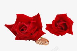 玫瑰与戒指素材
