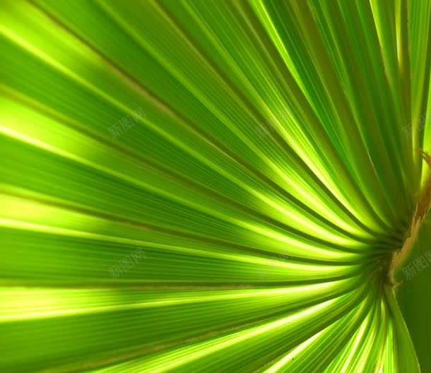 棕榈树叶jpg设计背景_88icon https://88icon.com 其它类别 叶子背景 图片素材 棕榈树叶 棕榈树叶图片 棕榈树叶图片素材下载 植物绿叶 绿叶背景 绿色清新背景 背景花边