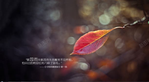红叶可惜阴晴圆缺壁纸png免抠素材_88icon https://88icon.com 可惜 壁纸 红叶