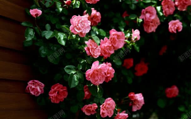 娇艳粉色浪漫玫瑰背景