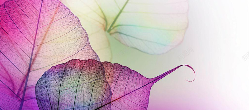 紫色叶子简约纹理质感图背景