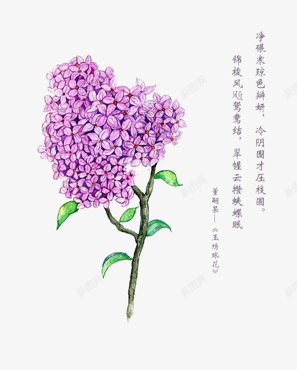 玉绣球花png免抠素材_88icon https://88icon.com 植物 玉绣球花 紫色 绿叶