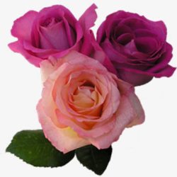 清新粉紫色玫瑰花朵素材