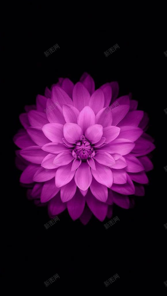 手绘紫色梦幻花朵海报jpg设计背景_88icon https://88icon.com 梦幻 海报 紫色 花朵