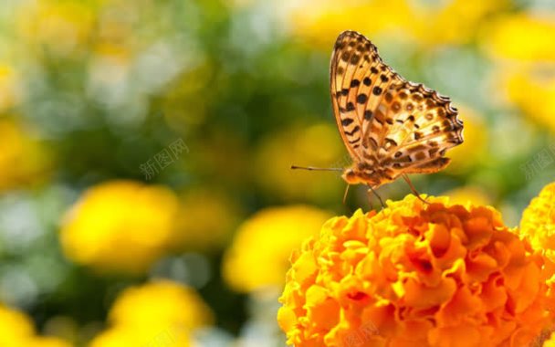 梦幻黄色花朵上的蝴蝶背景