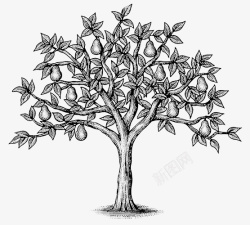 素描树梨树高清图片