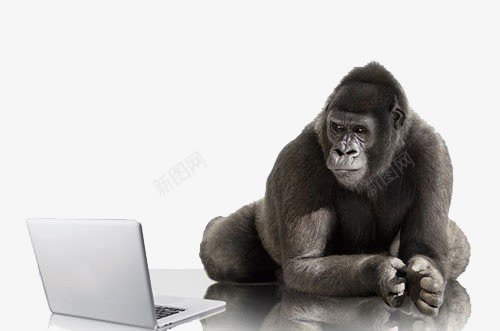 玩电脑的黑猩猩png免抠素材_88icon https://88icon.com 动物 电脑 白色 笔记本 黑猩猩