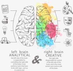 手绘彩色大脑素材