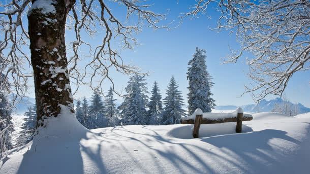 雪后的大树雪地阳光背景
