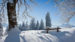 雪地大树雪后的大树雪地阳光高清图片