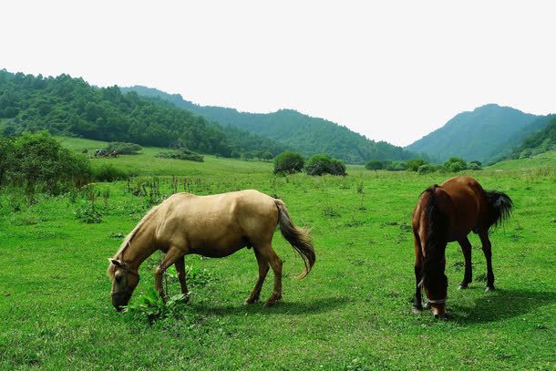 陕西关山草原景区png免抠素材_88icon https://88icon.com 旅游景区 著名景点 陕西关山草原 陕西关山草原景区