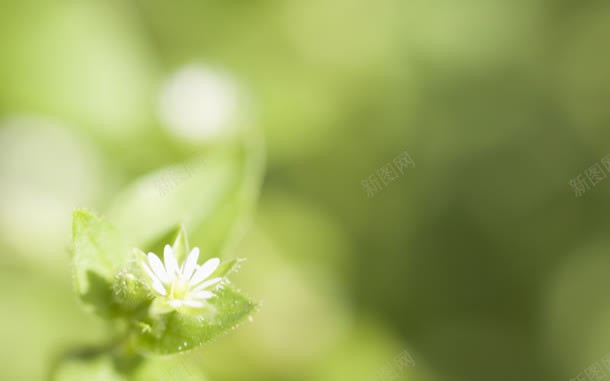绿色清新花朵背景jpg设计背景_88icon https://88icon.com 图片 清新 绿色 背景 花朵