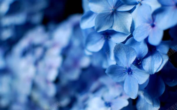 蓝色花朵背景背景